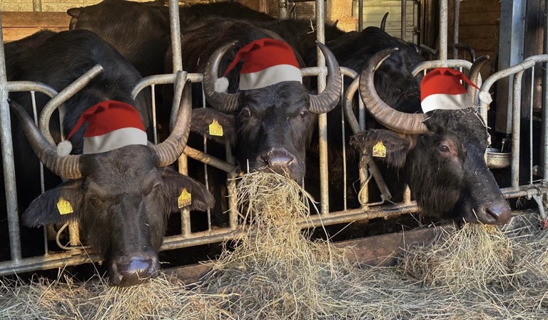 E646E28C-16AD-4AFB-A69C-E269643513A1_1_102_o