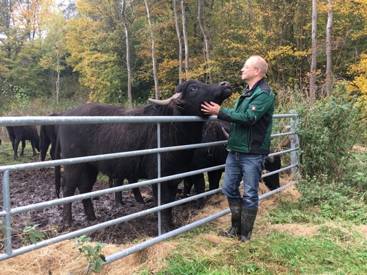 Büffel am Weidetor